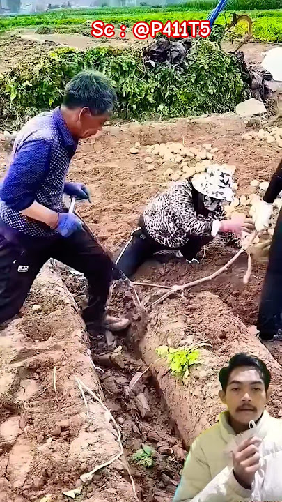 #My Rural Life #San Nong #San Nong Planting #Farmer Farming #Planting and Harvesting#6c6f2