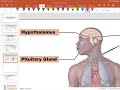 01 overview of the endocrine system