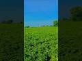 my farmiga #poetry #song #music #love #coversong #viral #funny #funnyvideo #viralvideo 🥔🍀☘️🌾
