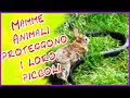 Incredibili Emozionanti Momenti di Mamme Animali Che Proteggono I Loro Cuccioli