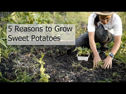 5 Reasons to Grow Sweet Potatoes