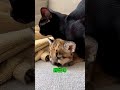 ライオンの赤ちゃんを育てるのを手伝った猫 🐱🦁 #shortvideo