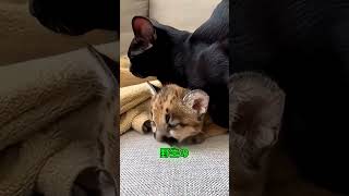 ライオンの赤ちゃんを育てるのを手伝った猫 🐱🦁 #shortvideo