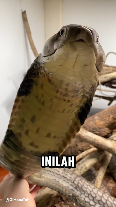 3 Ular ini lebih berbahaya dari King Cobra! Jauhi jika kamu bertemu ular ini! #shorts #ular