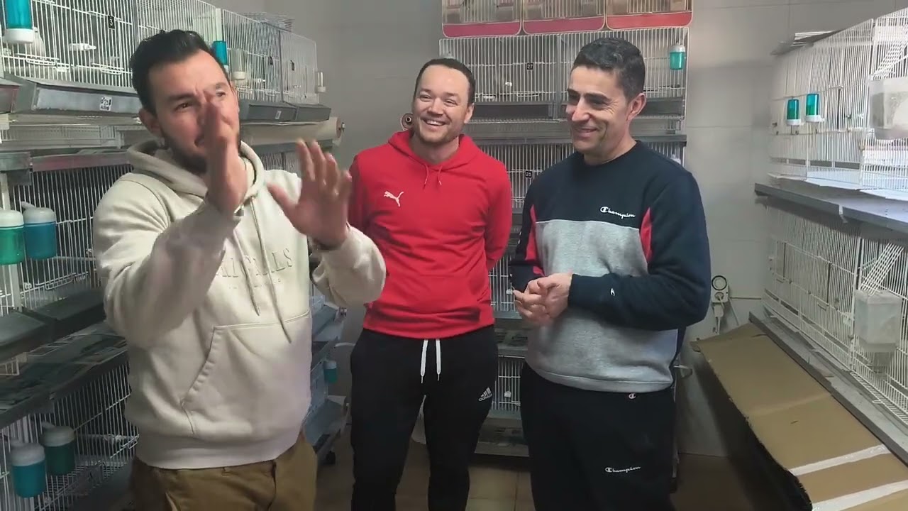 Aviario de cesar Núñez campeón mundial ( criador de amarillo mosaico y blanco)