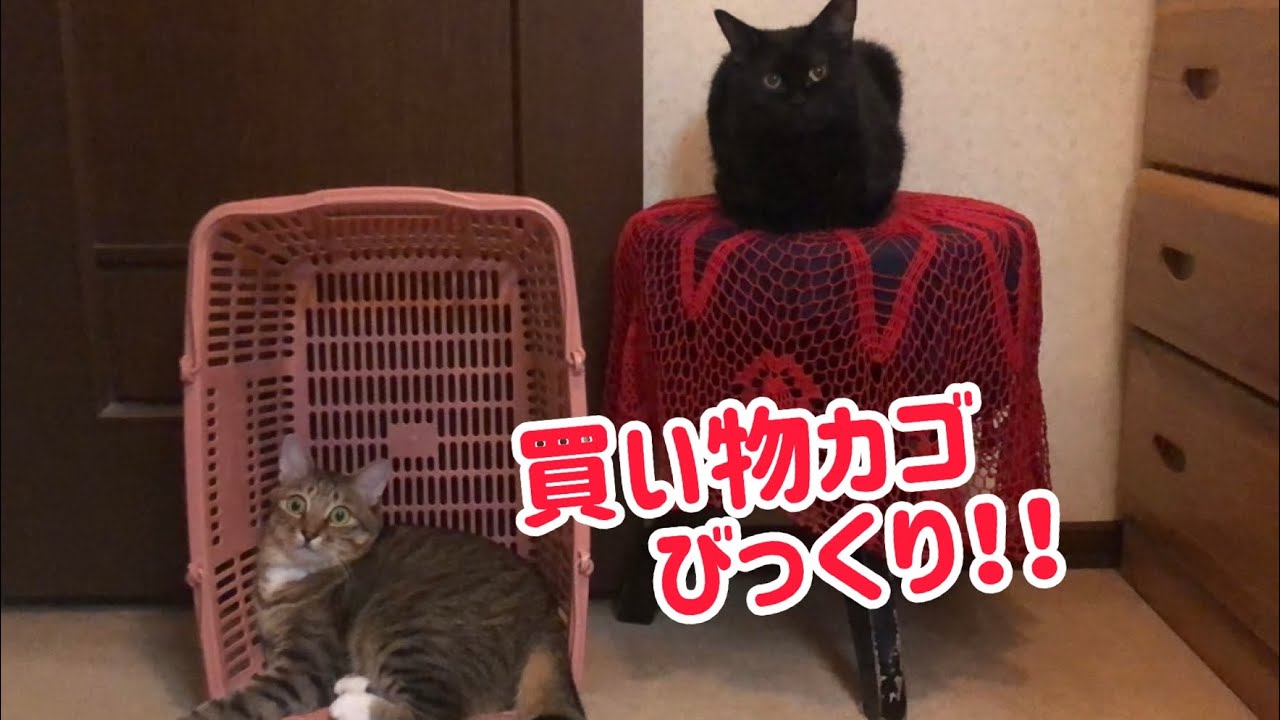 事件 みんな集まれ Youtube 事件 みんな集まれ Youtube