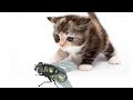 Fly on the screen to make fun with cat | cat game