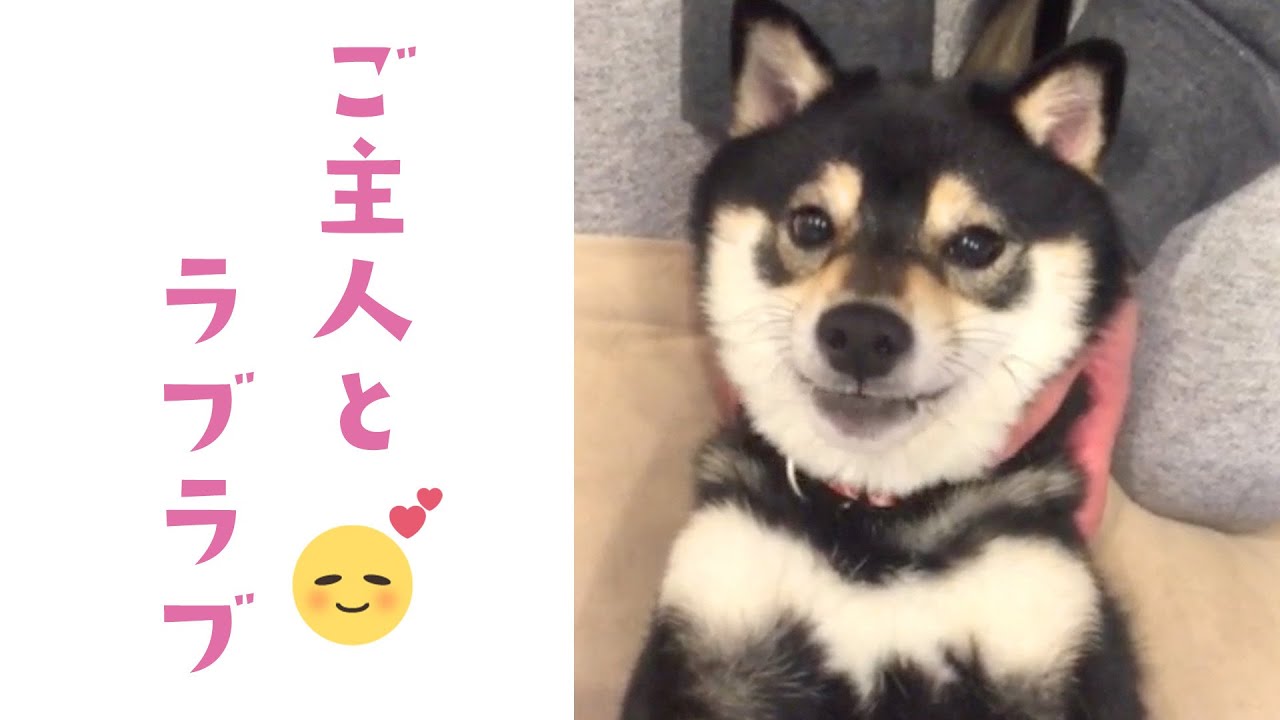 可愛いモノマネをする黒柴くん Youtube
