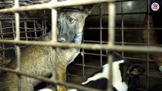 What Is Inside A Cambodian Dog Slaughterhouse Four Paws .Four-Paws