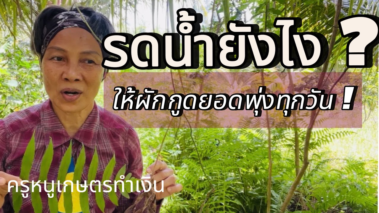 รดน้ำอย่างไร? ให้ผักกูดยอดพุ่งทุกวัน