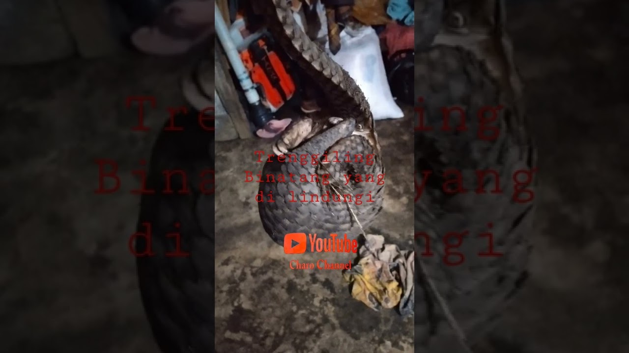 Binatang yang dilindungi