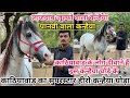 काठियावाड़ का सुपरस्टार जुल्फों वाला 8 साल का कन्हैया घोड़ा - Kathiyawadi horse (9879243145)