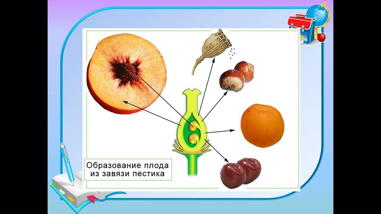 Покрытосеменные размножаются семенами. Образование плода у цветковых растений 6 класс. Строение плода покрытосеменных растений. Образование плода из завязи пестика. Развитие плода растения.