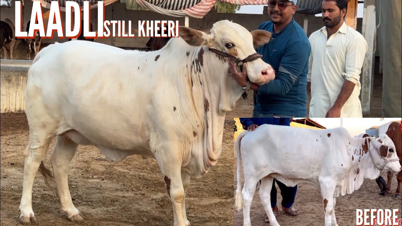 Аадж Саб Бахриё Не Маза Кра Деа 😍 || Какой твой любимый??