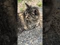 にゃーにゃーすりすりめちゃかわいいサビ猫ちゃん😸🐈#shorts