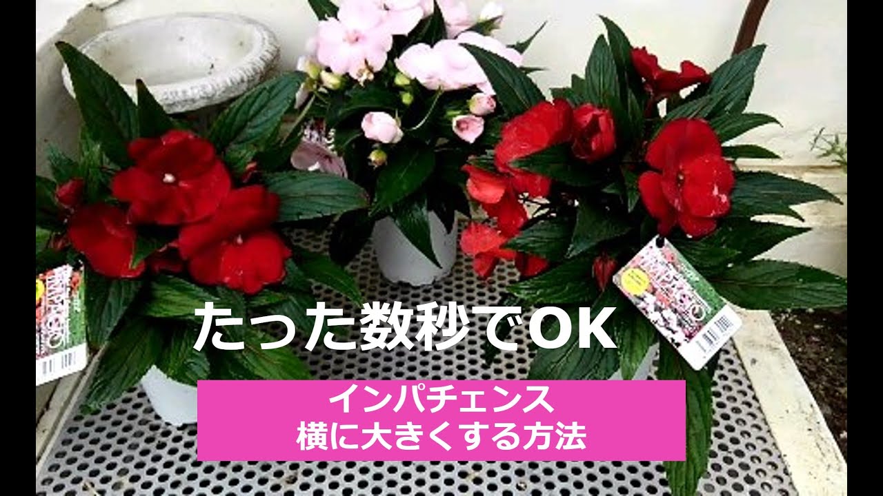 ニューギニア インパチェンス 横に大きくする方法】 - YouTube