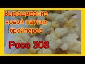 Как вырастить крупного бройлера. Первые дни жизни цыплят самые важные для хорошего роста.