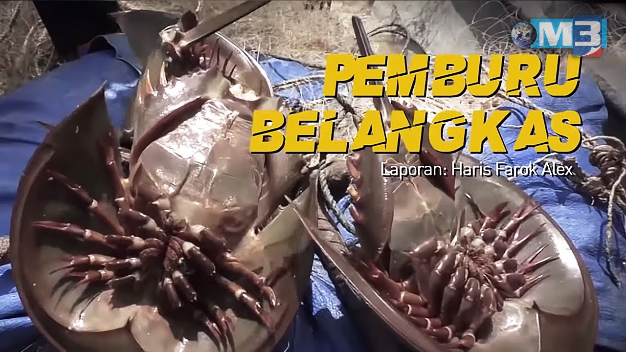 Majalah 3 (2020) | Pemburu Belangkas (17 Ogos)