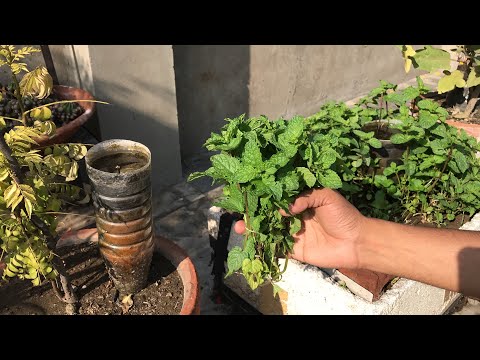 Harvesting of my