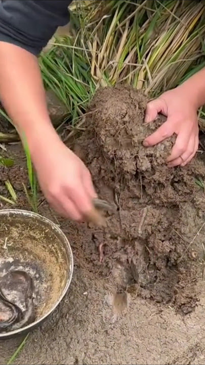 Pria yang pandai mencari belut sawah