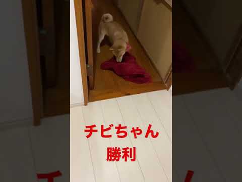 犬と綱引きをする方法