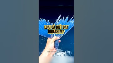 Độc lạ loại cá bay như chim ở đại dương #shorts