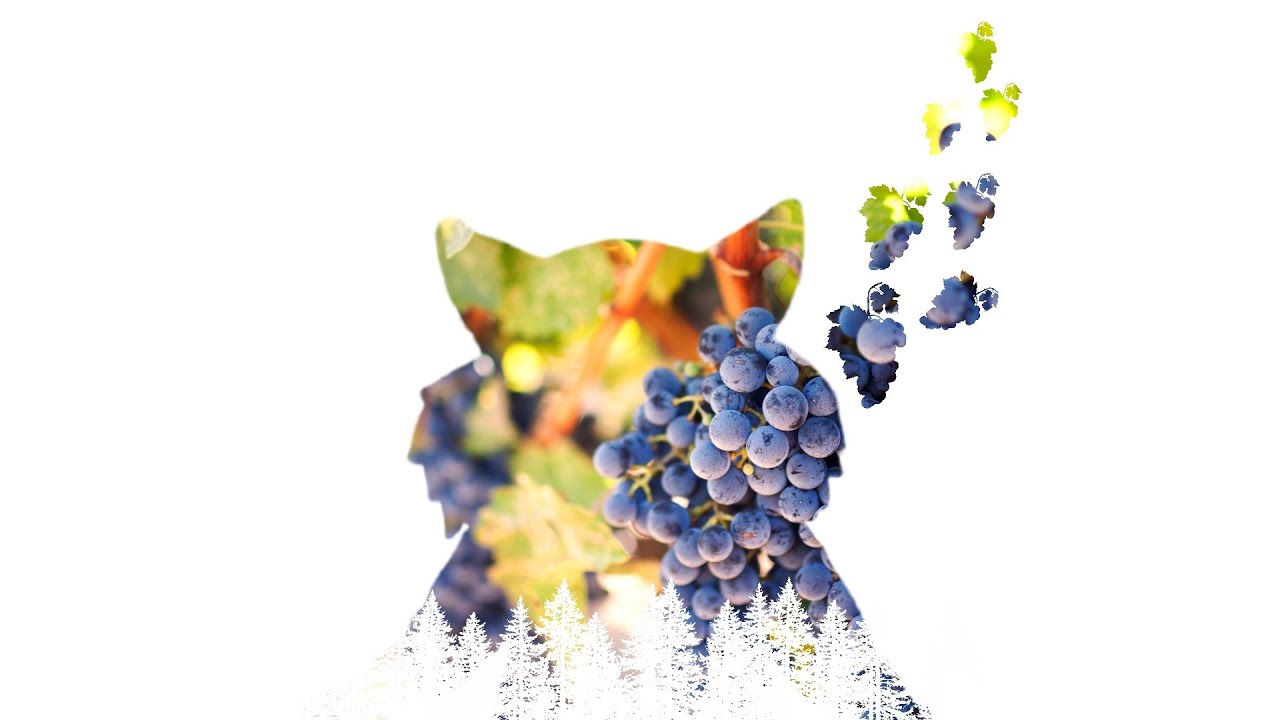 Adobe Express Double Exposure Effect. Black and White Duotone Effect.  Screen Blend Mode. Animation