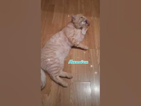 Коли миколайчик