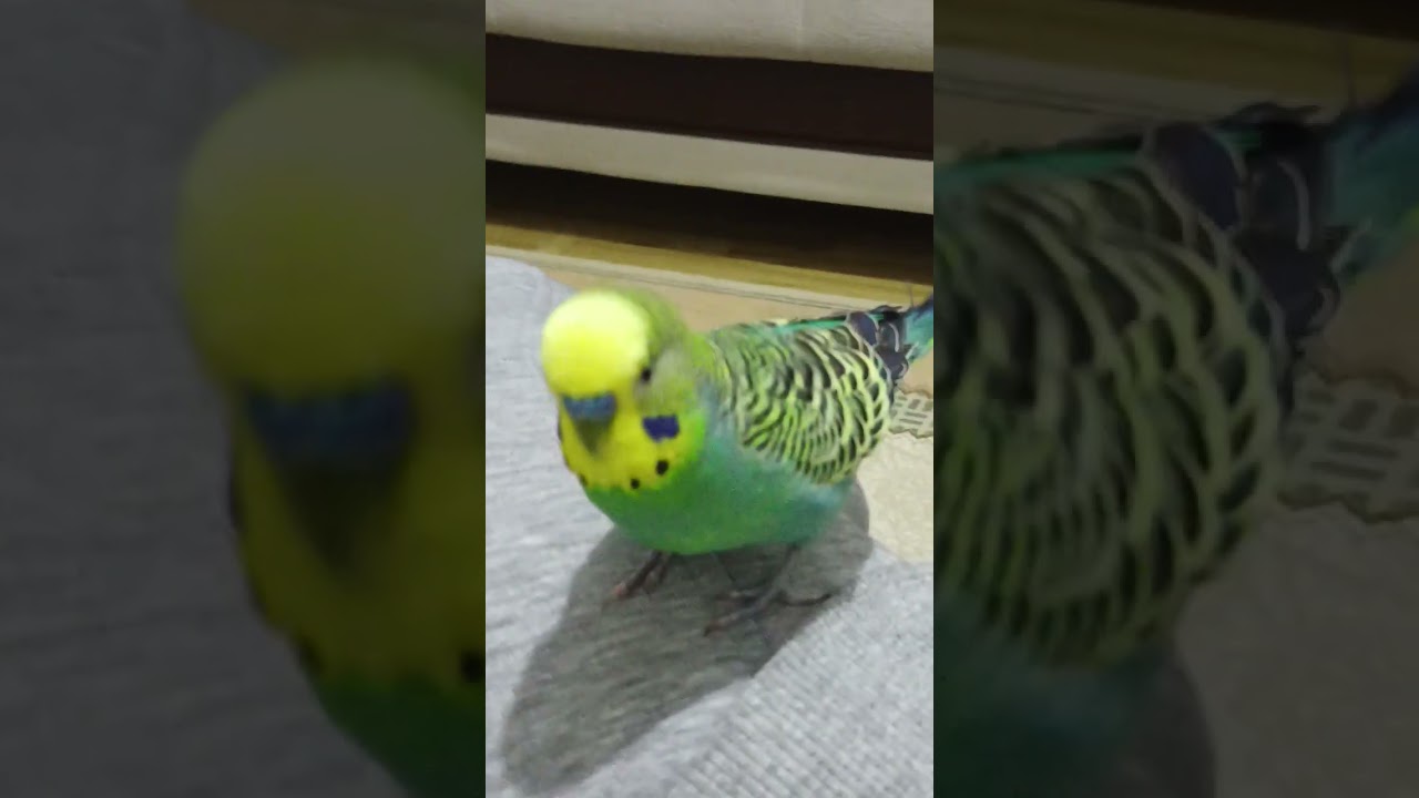 Çok Mutluyuz 🧿 #birds #talkingparot #budgies #dinlendiricisesler #parrot #birdsong #parakeet
