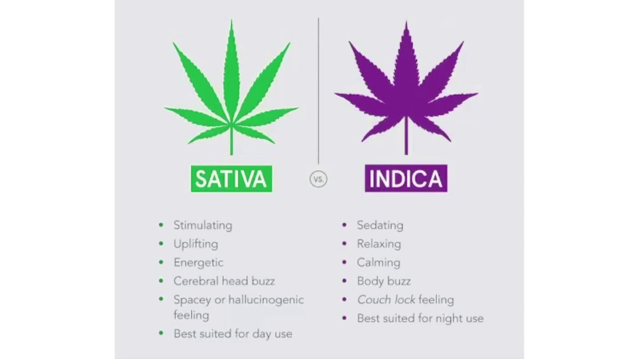 Meatholes Sativa