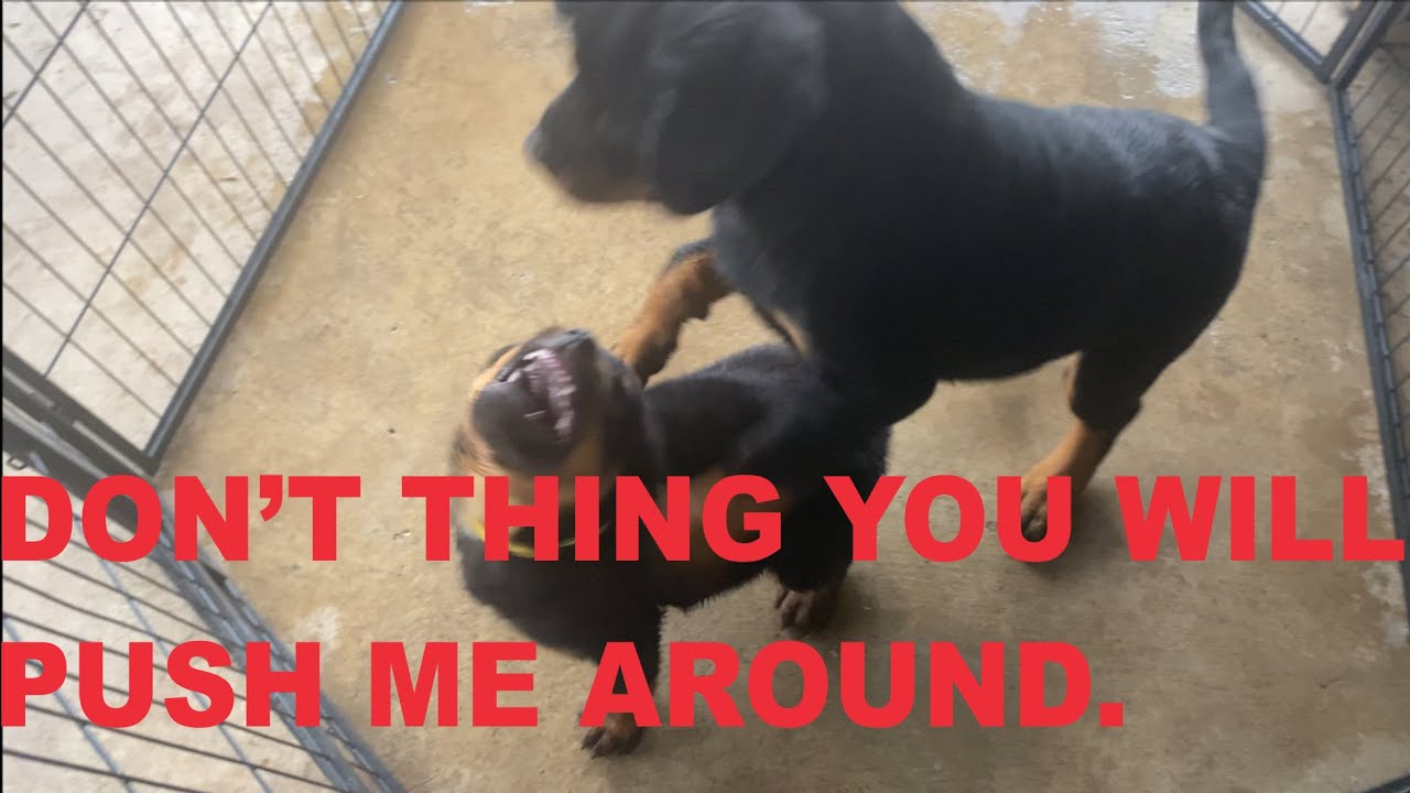 New Rottweiler puppy from Big Boss Rottweiler Kennels. YouTube