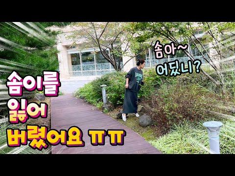 솜이를 잃어버렸어요!! 실제상황... 사라진 댕댕이 ㅠㅠ