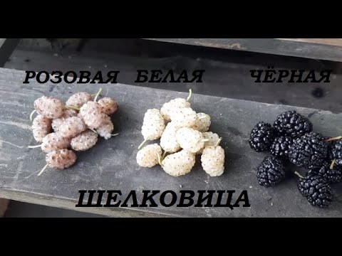 Шелковица чёрная, белая,