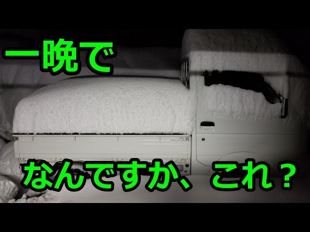 北陸の大雪にも気づかない猫たち