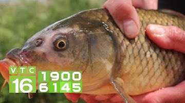 Nguyên nhân khiến cá chép đen thân và chết I VTC16