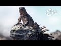 Iguana vs Snakes 360° | Planet Earth II | Behind the Scenes