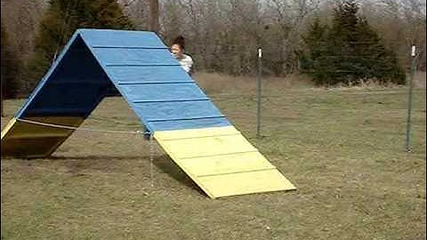 Gorgeous A-Frame Running Contact Training - First Week