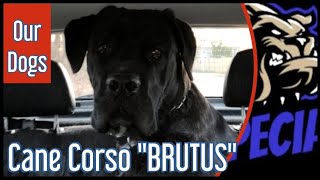 Cane Corso - 'BRUTUS' - Unsere Hunde by DOG SPECIAL 1,502 views 2 months ago 13 minutes, 56 seconds