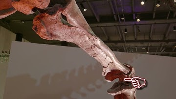 How to QUICKLY tell if a fossil display is REAL or REPLICA | WIDE VERSION #science #dinosaur #fossil