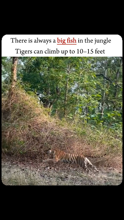 || Big fish | Tiger vs leopard....                                                           #shorts