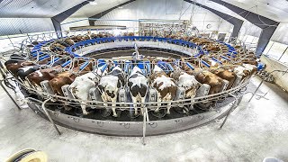 Farmers Are Using Cow Machines You've Never Seen - Incredible Modern Cow Farming Technology #Farm