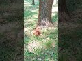 The squirrel🐿 eating a mushroom🍄