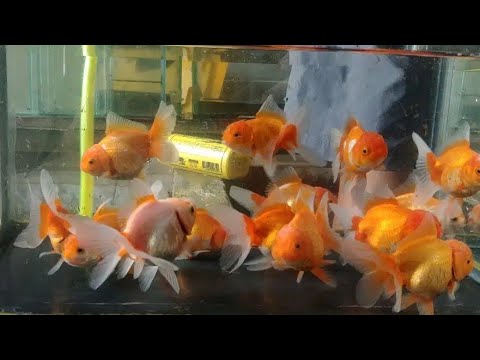 Tutorial umpan mas koki agar ikan kita tetap sehat dan cepat tumbuh