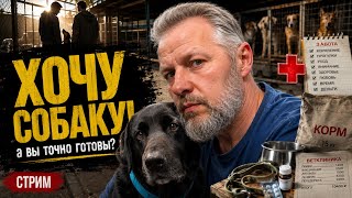 ХОЧУ СОБАКУ! А ВЫ ТОЧНО ГОТОВЫ? | Новости приюта и распаковка. Стрим от 14 июня