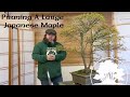 Greenwood Bonsai - Cutting back a large Japanese Maple bonsai