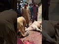 Qurbani 2023 rawalpindi