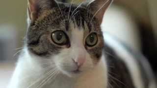 Ryan and Ruthie - a Cat with Hairballs: A Petco Associate Spotlight