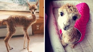 Cody Cute Rescue Alpaca Who Was Born Too Small Bored Panda Anaimls