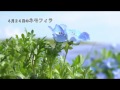 4K ４月２４日のネモフィラ 国営ひたち海浜公園