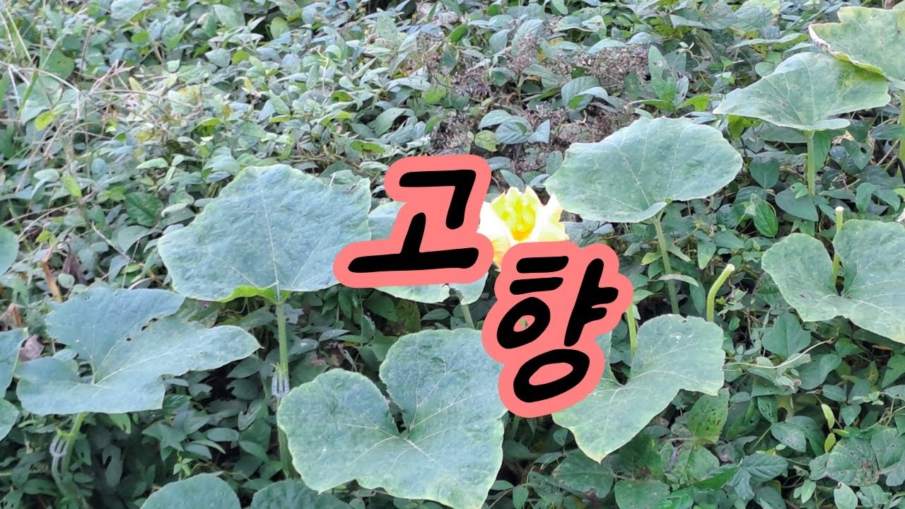 나의 살던 고향은? 추석 연휴 마을 풍경